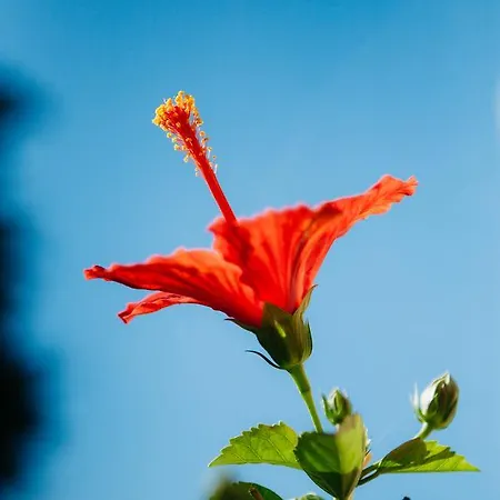 Ξενοδοχείο Casa Peya - Adults Only